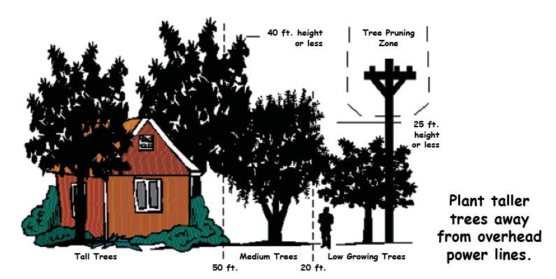 pruning methods