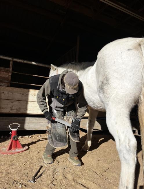 horse